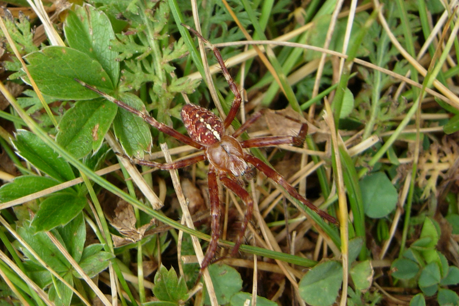 Araneus diadematus